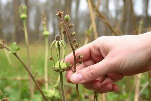 How to Identify Edible Wild Plants on Your Homestead Edible Wild Plants