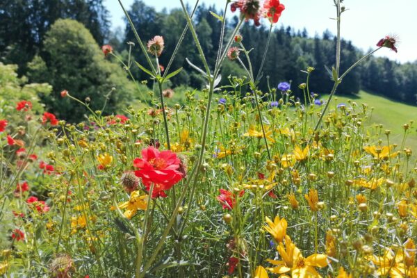 How to Create a Wildlife-Friendly Garden