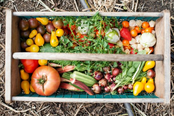 5 Easy Ways to Reduce Your Homestead’s Carbon Footprint